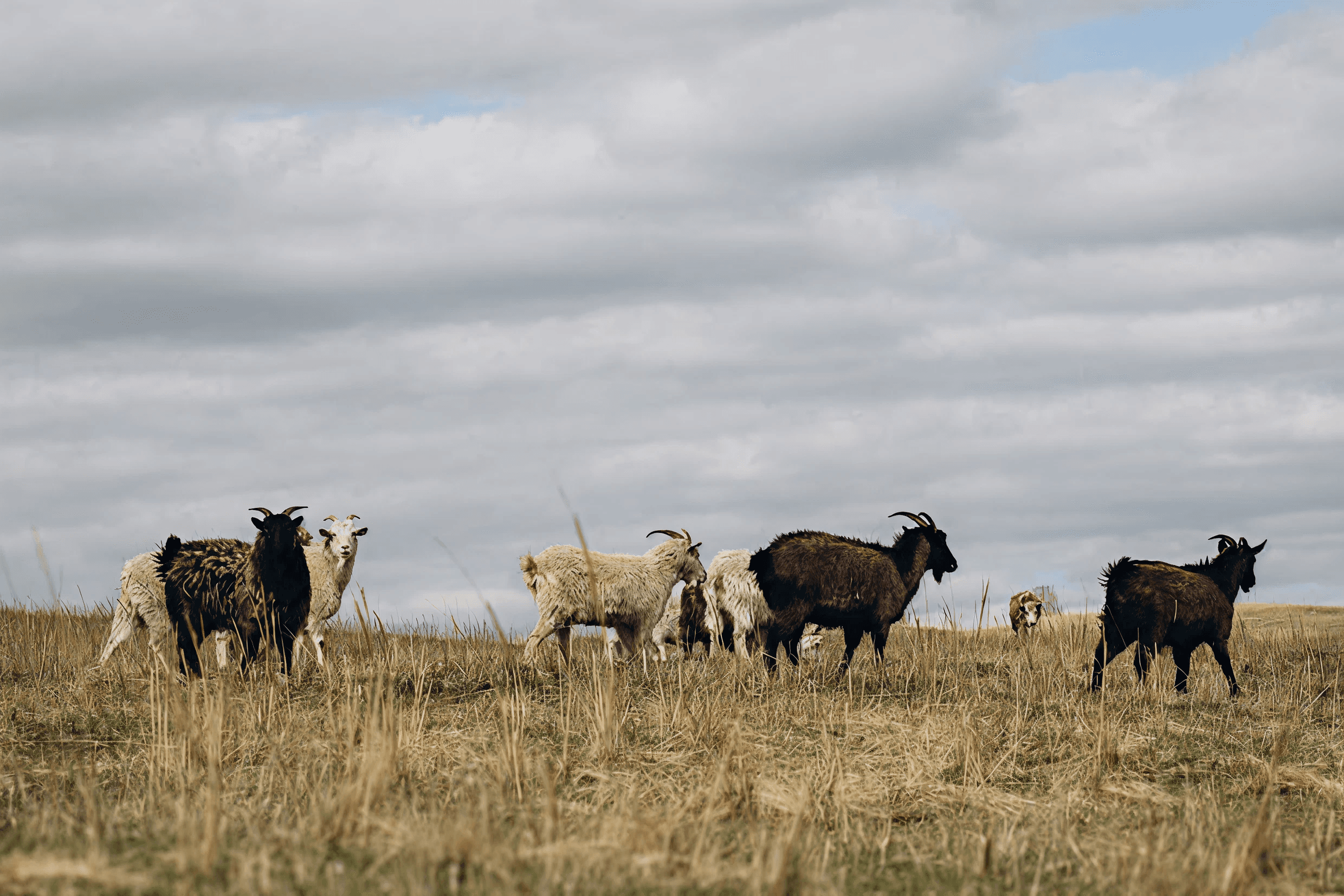 Farm360